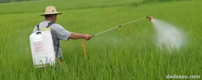 稻青叶面肥的功效，如何正确使用叶面肥