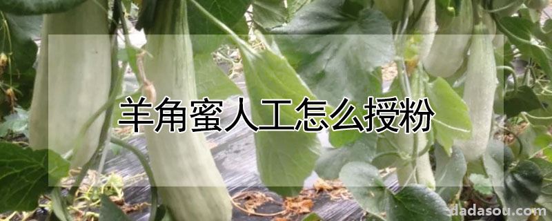 羊角蜜人工怎么授粉