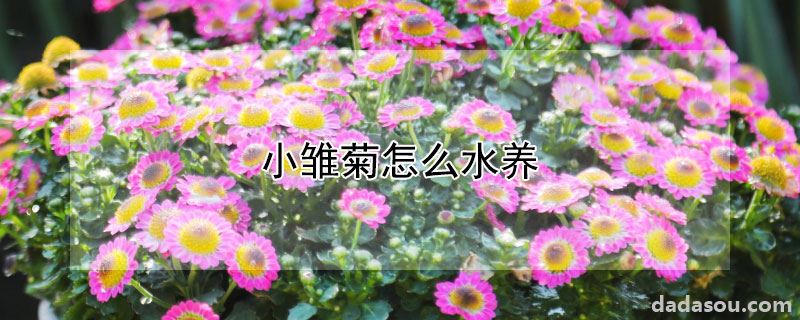 小雏菊怎么水养