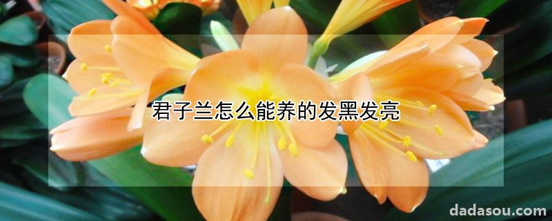 君子兰如何养的发黑发亮（君子兰怎么能养的发黑发亮）