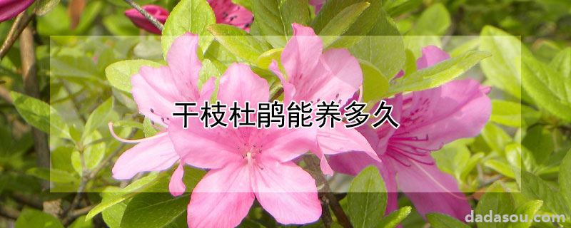 干枝杜鹃能养多久