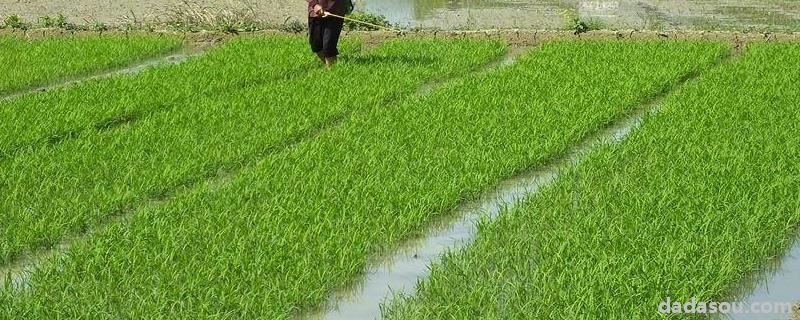 爱苗农药有什么作用,附简介