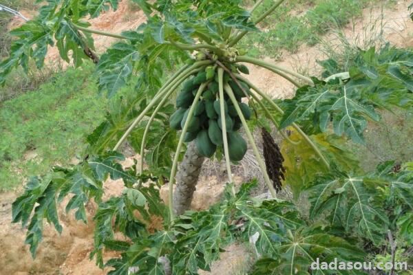 如何矮化木瓜树