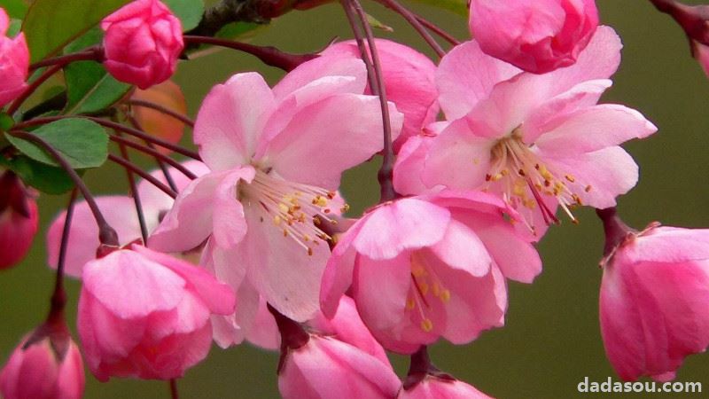 垂丝海棠开花后怎么修剪