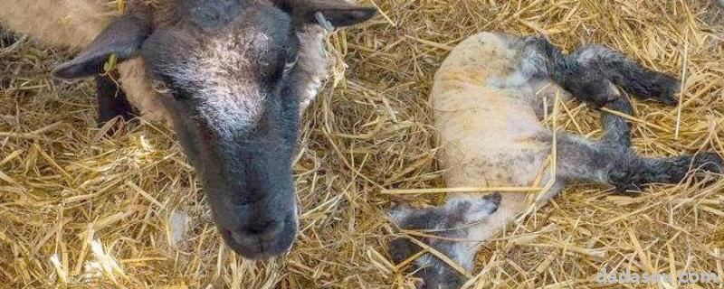 羊用什么药能下多胎，小羊死在母羊肚子里的症状