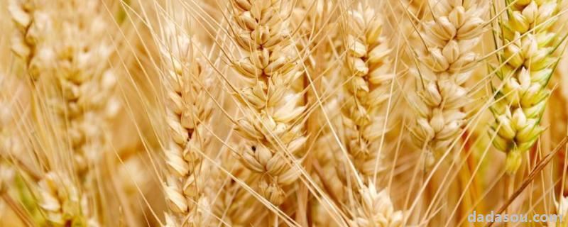 种麦最佳时间是几号,2020年麦收时间