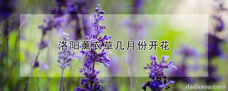 洛阳薰衣草几月份开花