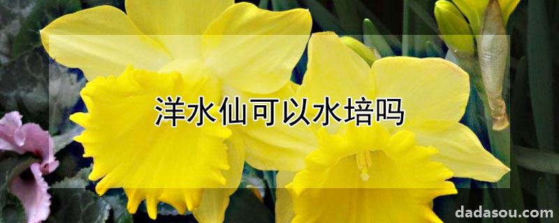 洋水仙可以水培吗