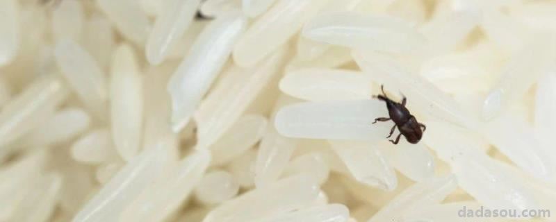 米出虫了要怎么才能把虫去掉,米生虫了还能吃吗