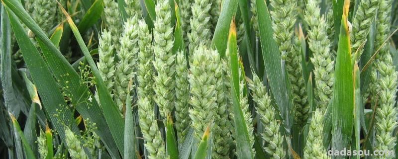 古代小麦的别称，谈谈小麦或油菜的栽培与管理