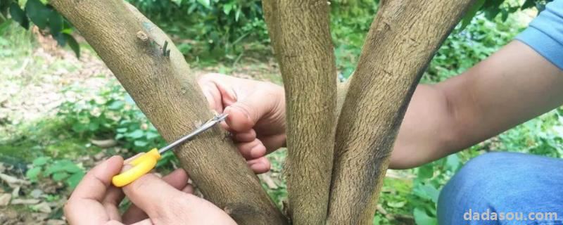 果树环割最佳时间,附作用和原理