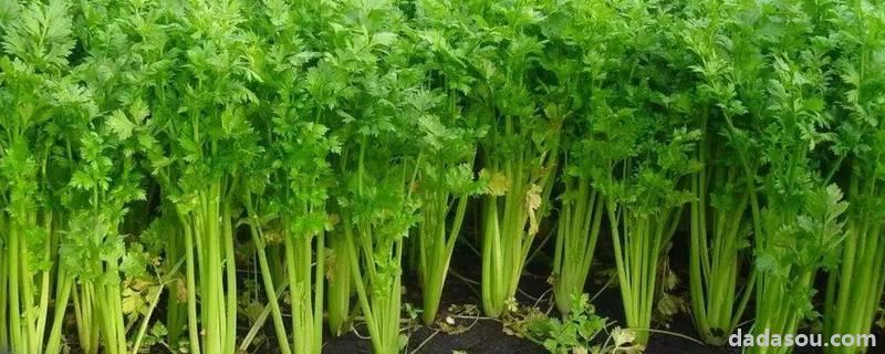 露地芹菜的<a href=https://www.dadasou.com/ny/zhongzhi/ target=_blank class=infotextkey>种植</a><a href=https://www.dadasou.com/news/142649.html target=_blank class=infotextkey>技术</a>,怎么管理长得快
