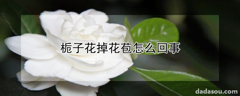 栀子花掉花苞怎么回事