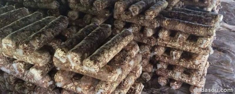 菌棒怎么养出蘑菇来,菌棒做有机肥效果怎么样