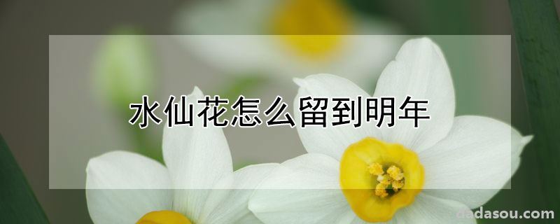 水仙花怎么留到明年