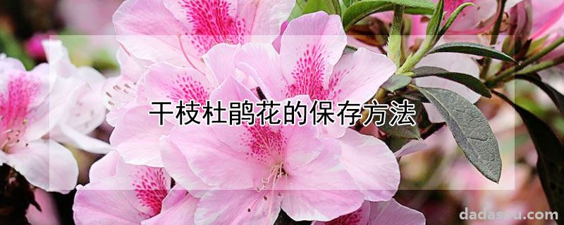 干枝杜鹃花的保存方法