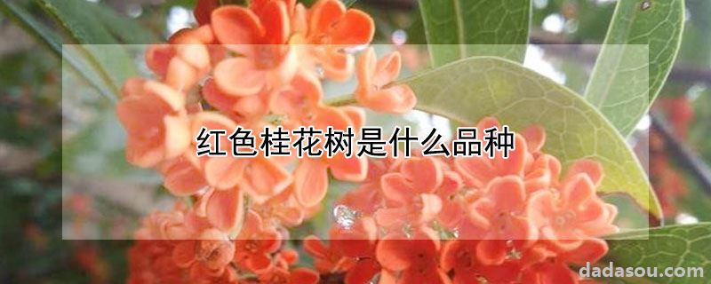 红色桂花树是什么品种