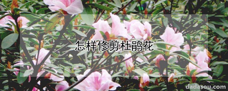 怎样修剪杜鹃花