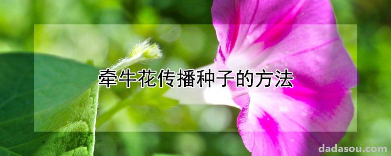 牵牛花传播种子的方法