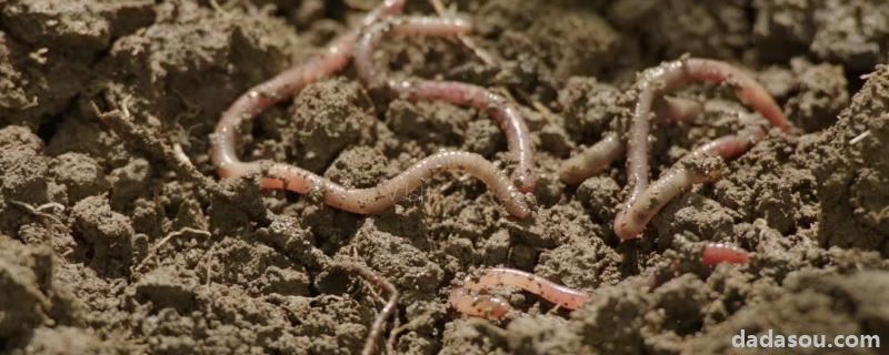 什么农药专杀蚯蚓，蚯蚓对土壤有什么作用