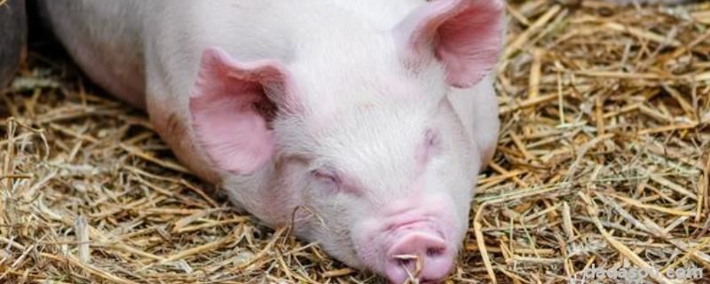 猪低烧36度用什么药，打喷嚏和鼻塞用什么药