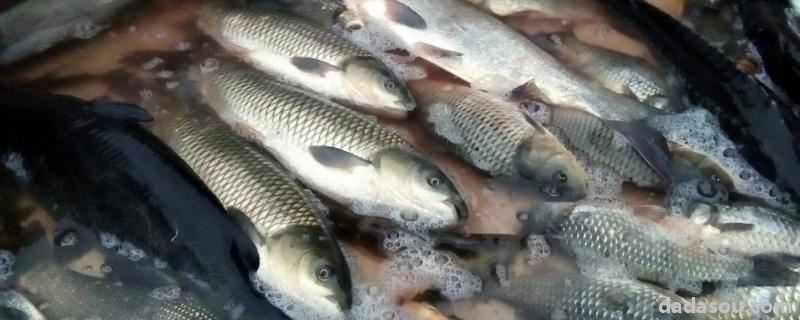缩头鱼虱去掉鱼会死吗,缩头鱼虱是什么东西