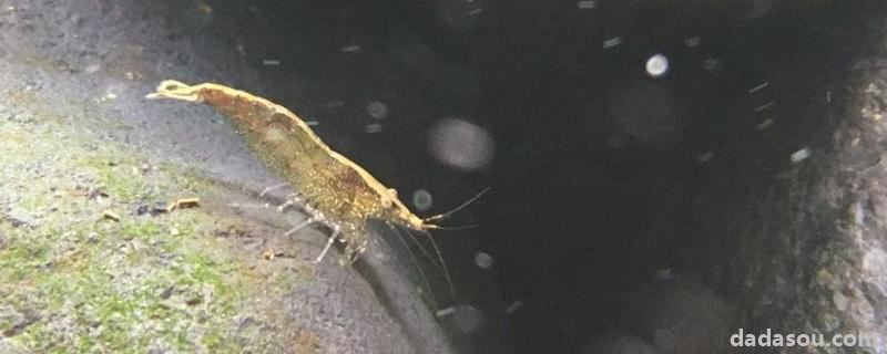 黑壳虾寿命多长时间，抱卵后多久孵化
