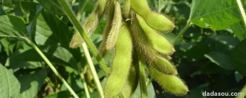 菏豆19和23哪个高产,什么时候播种,用量是多少