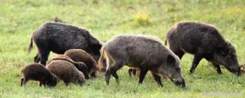 野猪的寿命最长多少年，杂交野猪一年可以长多大
