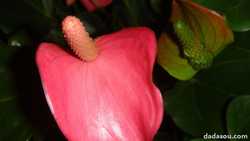 粉掌如何催花