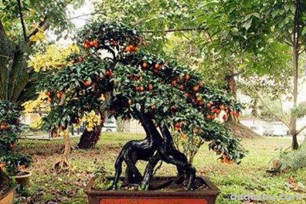 金弹子树怎么移栽种植