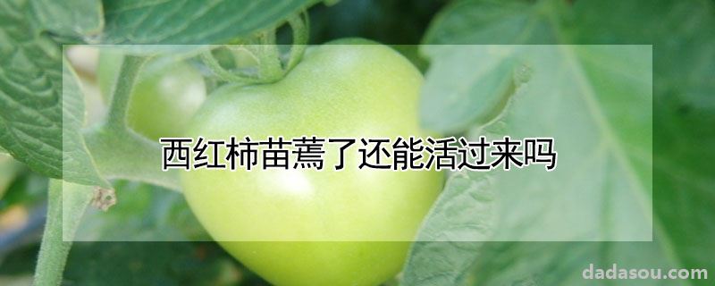 西红柿苗蔫了还能活过来吗