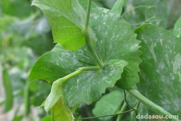 豌豆苗在土里怎样种植