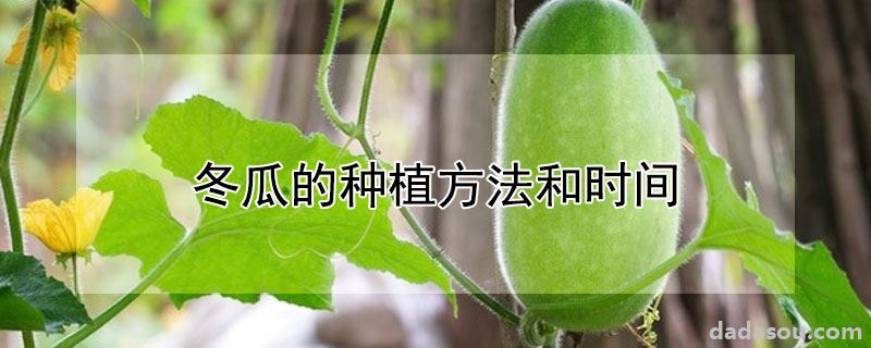 冬瓜的种植方法和时间