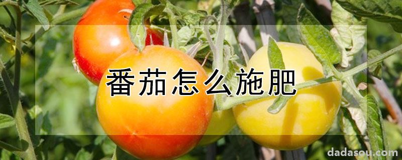 番茄怎么施肥