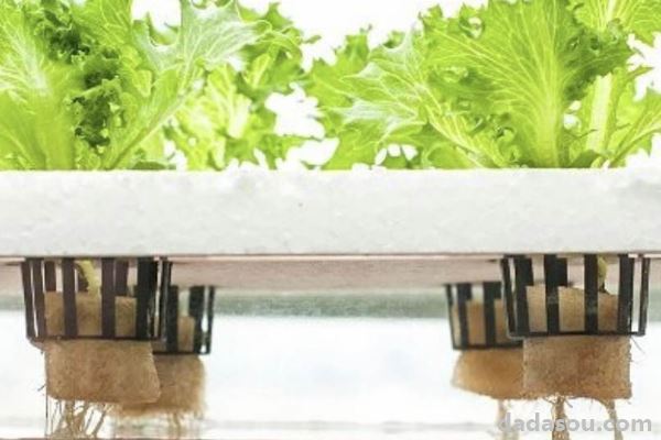 水培蔬菜怎么种植方法