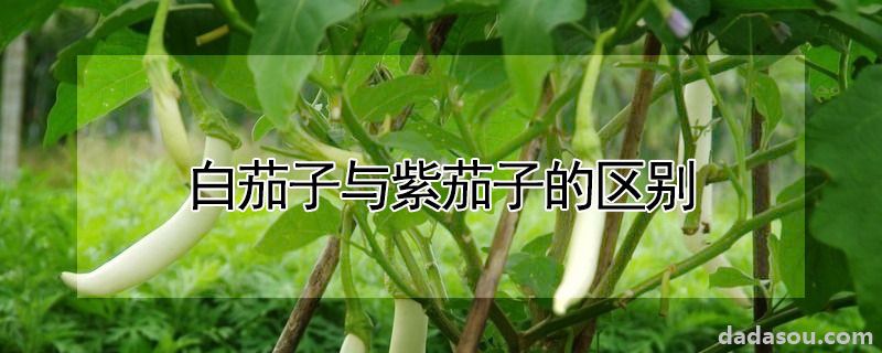 白茄子与紫茄子的区别