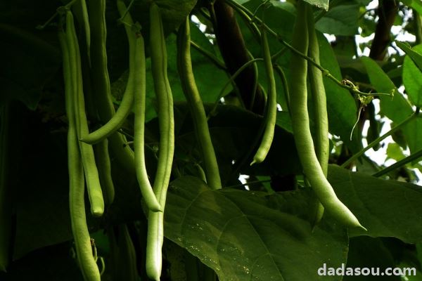 四季豆种子催芽方法