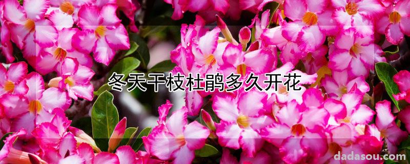 冬天干枝杜鹃多久开花