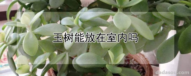 玉树能放在室内吗