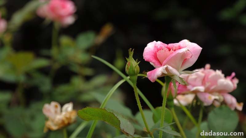 小月季花的养殖方法和注意事项