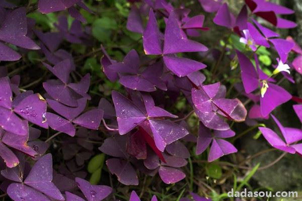 紫色酢浆草的养殖方法