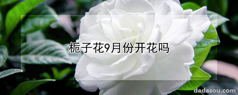 栀子花9月份开花吗