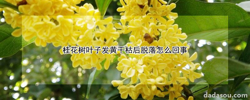 桂花树叶子发黄干枯后脱落怎么回事