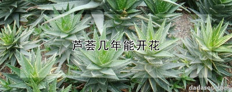 芦荟几年能开花