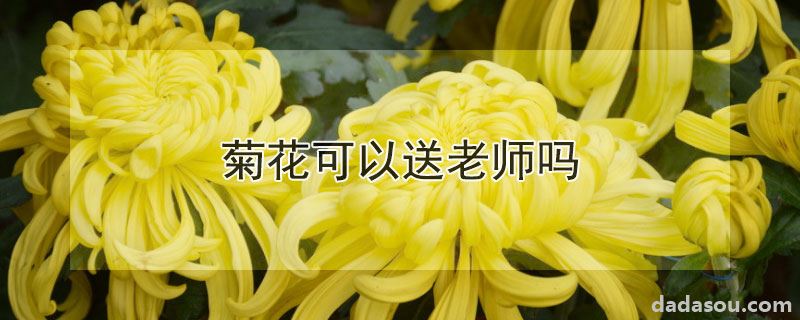 菊花能送给老师吗（菊花可以送老师吗）