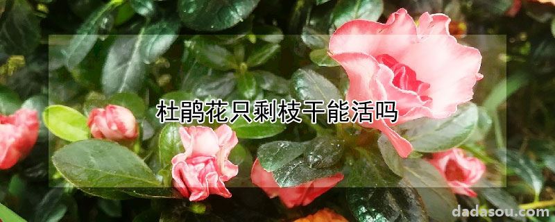 杜鹃花只剩枝干能活吗