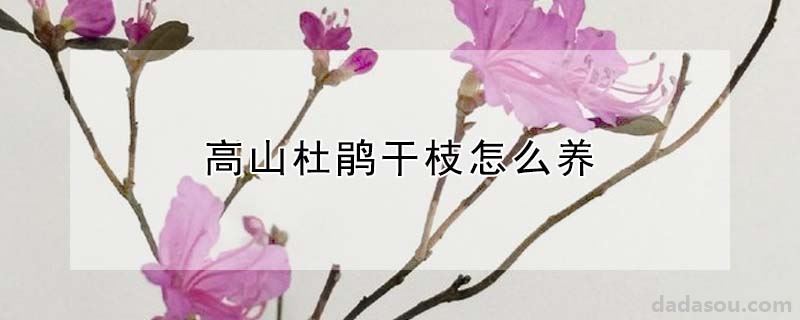 高山杜鹃干枝怎么养