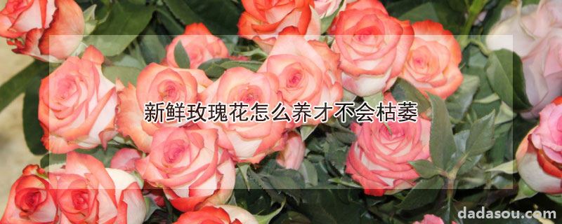 新鲜玫瑰花怎么养才不会枯萎