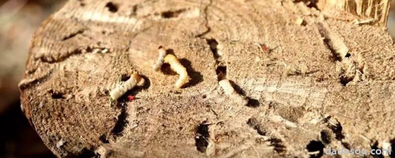 有害生物防治,有害生物防治属于什么行业